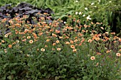 GEUM TOTALLY TANGERINE