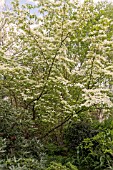 CORNUS X RUTGERSENSIS AURORA