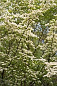 CORNUS X RUTGERSENSIS AURORA