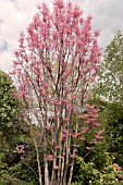 TOONA SINENSIS FLAMINGO