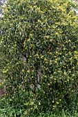 PITTOSPORUM OMEIENSE