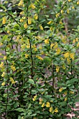 BERBERIS VULGARIS