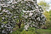 RHODODENDRON PTARMIGAN