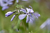 PHLOX DIVARICATA CLOUDS OF PERFUME