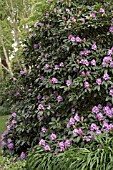 RHODODENDRON BLUE ENSIGN