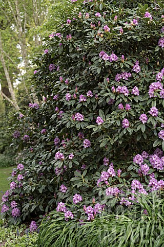 RHODODENDRON_BLUE_ENSIGN