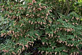 ENKIANTHUS CAMPANULATUS