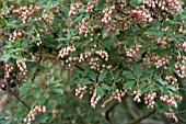 ENKIANTHUS CAMPANULATUS