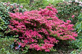 RHODODENDRON BRAZIER