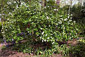 VIBURNUM X BURKWOODII MOHAWK