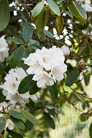 RHODODENDRON_MOUNT_EVEREST