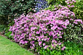 RHODODENDRON EVELYN HYDE