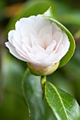 CAMELLIA JAPONICA TWILIGHT