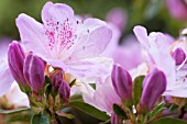 RHODODENDRON BEATTIE