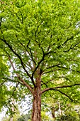 CERCIDIPHYLLUM JAPONICUM