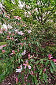 RHODODENDRON LODERI FAIRYLAND