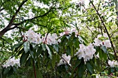 RHODODENDRON LODERI FAIRYLAND