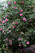 CAMELLIA X WILLIAMSII DEBBIE