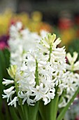 HYACINTHUS ORIENTALIS WHITE PEARL