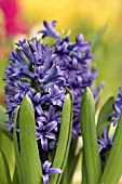 HYACINTHUS ORIENTALIS BLUE PEARL