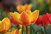 TULIPA FLAIR