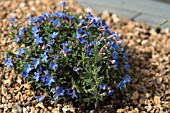 LITHODORA DIFFUSA HEAVENLY BLUE