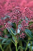 SKIMMIA JAPONICA RUBINETTA