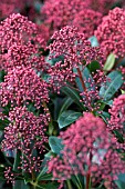 SKIMMIA JAPONICA RUBINETTA