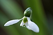 GALANTHUS ELWESII