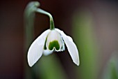 GALANTHUS HIPPOLYTA