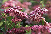 VIBURNUM TINUS LISAROSE