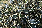 ILEX AQUIFOLIUM ARGENTEA MARGINATA