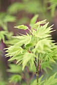 ACER PALMATUM GOING GREEN