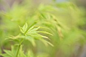 ACER PALMATUM GOING GREEN