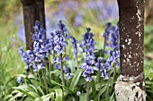 HYACINTHOIDES HISPANICA