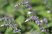 SALVIA PHYLLIS FANCY