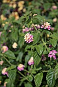 LANTANA CAMARA