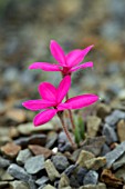 RHODOHYPOXIS BAURII RUBELLA SPRING STARFLOWER