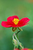 HELIANTHEMUM RED DRAGON