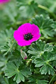 GERANIUM CINEREUM SUBS SUBCAULESCENS VAR SUBCAULESCENS, CRANESBILL