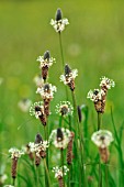 PLANTAGO LANCEOLATA RIBWORT PLANTAIN