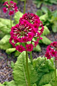 PRIMULA JAPONICA MILLERS CRIMSON