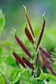 LATHYRUS VERNUS SEED PODS