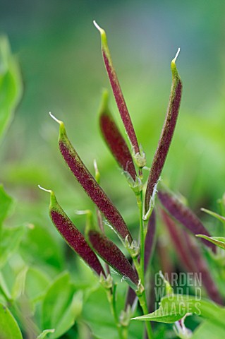 LATHYRUS_VERNUS_SEED_PODS