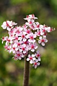 DARMERA PELTATA FLOWER