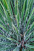 YUCCA CONSTRICTA WHITE RIM YUCCA