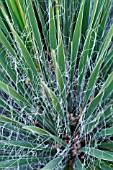 YUCCA CONSTRICTA WHITE RIM YUCCA