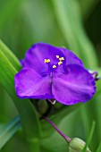 TRADESCANTIA ANDERSONIANA GROUP PUREWELL GIANT