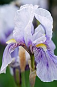 IRIS GERMANICA