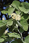 SORBUS THIBETICA JOHN MITCHELL